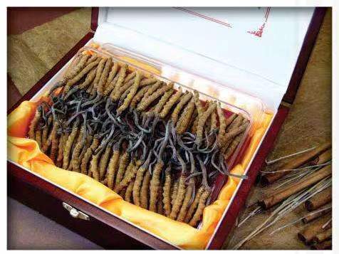 高州冬虫夏草回收